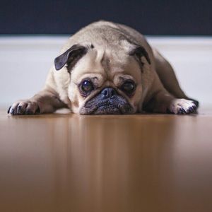 Meet your Posher, Mercy